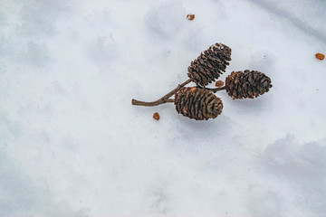 Dry alder twig with cones in the snow. Close up.