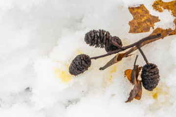 Dry alder twig with cones in the snow. Close up.