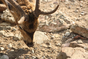 deer in the mountains