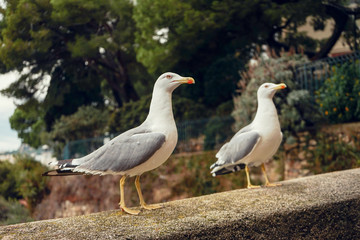 Two seagulls