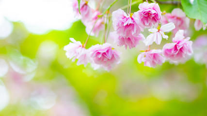 Fototapeta na wymiar Pink cherry blossom (Sakura) flower. Soft focus cherry blossom or sakura flower on blurry background. Sakura and green leaves in the sun. Valentine's day. Copy space