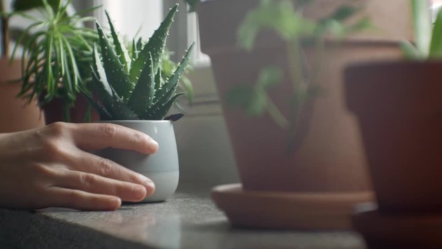 Hand placing potted plant on windowsill among many potted plants