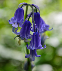 English Bluebells close up