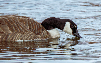 canada goose in water