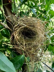 Estrildid finches nest on the branch with leaves background