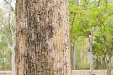 Teak tree in the forest with blurred background