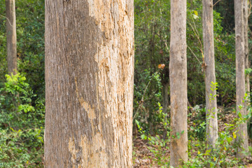 Teak tree in the forest with blurred background