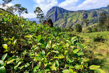 plantation de thé avec vue sur Ella, Sri lanka, Ceylan