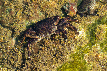 a crab under the water crawling around on a rock 