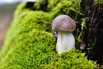 Mushrooms grow on the outskirts of the forest