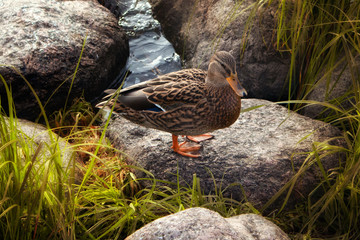 A duck stands on a rock near the shore
