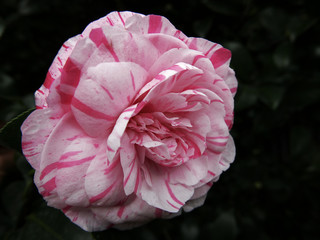 bellissima camelia fiorita screziata di rosa e bianco