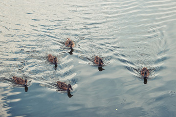 Ducks swim on the blue river
