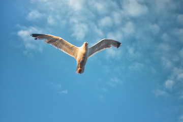 Fototapeta na wymiar A Seagull in the blue sky is flying