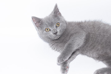 A grey kitten lies on a white background. Cute kitten. British cat. Cover for an album or notebook.