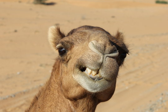 camel smail