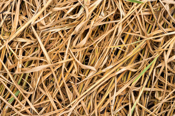 Dry leaves, Dry straw texture background, Hay background.