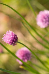 Wild chives growing naturally in rural Ireland field.