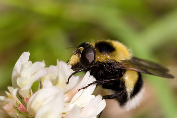 Bumblebee collecting pollen from wild flower in forest