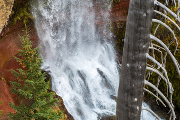The trunk of a dry tree by the 97-foot Tumalo waterfall in Tumalo Creek near Bend