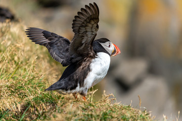 The Atlantic puffin, also known as the common puffin