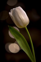 White tulip flower close up on a floral background.