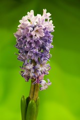 Hyacinth (Hyacinthus L.) is a genus of flowering plants in the family asparagus (Asparagaceae).
