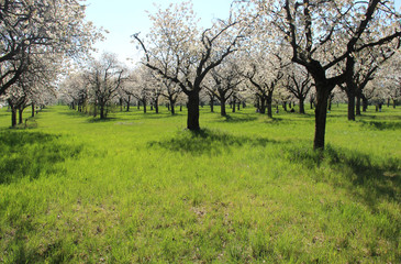Gardens with trees in bloom