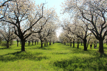 Gardens with trees in bloom
