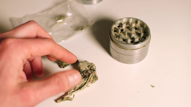 Hands putting narcotic marijuana into a grinder for mixing and smoking.