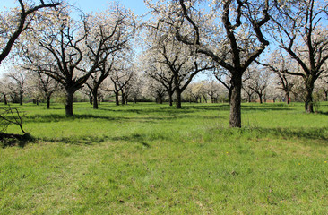 Gardens with trees in bloom