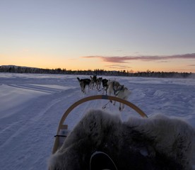  Husky sled dogs running before sled in snow landscape with sunset and orange sky in background, Lapland, Finland
