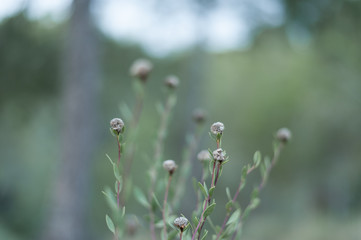 Nature shots in the forest