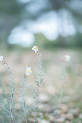 Nature shots in the forest