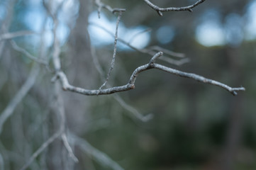 Nature shots in the forest