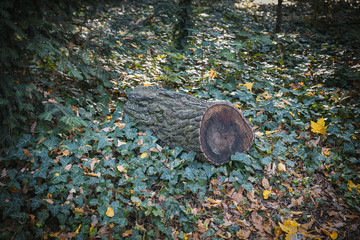 Log surrounded by green foliage in the forest