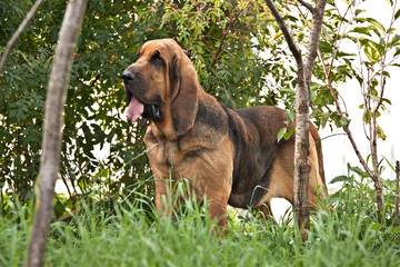 Dog breed bloodhound standing on green grass on nature
