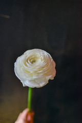 ranunculus exclusive flower on a black background
