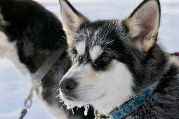 Husky puppy and sled dog with icicled snout, portrait in snow landscape, Lapland, Finland