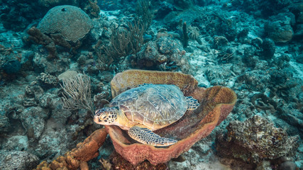 Green Sea Turtle rest in sponge in turquoise water of coral reef - Caribbean Sea / Curacao