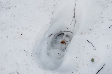 Trail of moose in the snow.