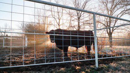 Red Angus Bull in metal corral, foggy morning 
