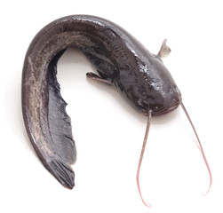 One wild catfish.