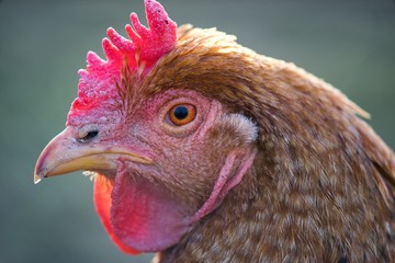 Hen domestic, organic domestic farm, cock detail.