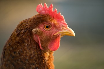 Hen domestic, organic domestic farm, cock detail.