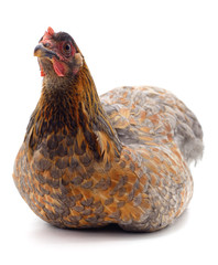 One brown chicken.