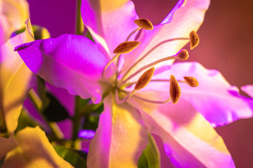 Bright natural background with a Lily flower. Lily flower close-up. Flower in neon lighting. Garden flowers. Bulbous plant. Decorative flowering plants.