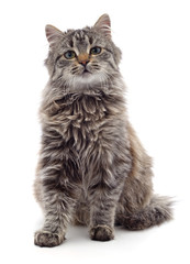 Fototapeta premium One brown cat.