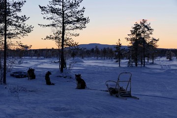  Husky sled dogs with sled waiting and sitting in snow landscape with sunset and orange sky in background, Lapland, Finland