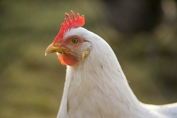 Hen domestic, organic domestic farm, cock detail.